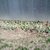 100_1098.small