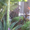 Tropicals_agave_americana-2