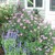 Cleome: Cleome 'Senorita Rosalita'