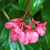 Begonias: Begonia 'Dragon Wing Red'