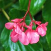 Begonias