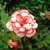 Begonias: Begonia 'Picotee'