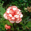 Begonias