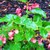 Begonias: Begonia 'Dragon Wing Red'