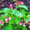 Begonias