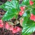 Begonias: Begonia 'Dragon Wing Red'