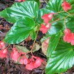 Begonias