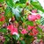 Begonias: Begonia 'Dragon Wing Red'