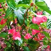 Begonias