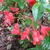 Begonias: Begonia 'Dragon Wing Red'