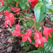 Begonias