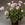 Geraniums