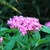 Pentas: Pentas sp.