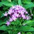 Pentas: Pentas sp.