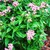 Pentas: Pentas sp.