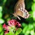 Pentas: Pentas sp.