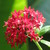 Pentas: Pentas sp.