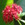 Annuals_pentas_sp