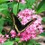 Pentas: Pentas sp.