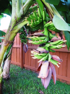 Banana Tree