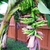 Banana_musa_sp.-3.small