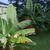 Banana_musa_sp.-3.small
