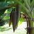 Banana_musa_sp.-3.small