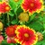 Annuals: Gaillardia pulchella