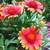 Annuals: Gaillardia pulchella