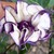 Annuals: Datura metel