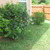 Jasmine_sept_09.small