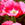 Tulips: Tulipa 'The Mounties'