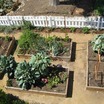 Vegetable Gardening