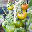 Vegetable Gardening
