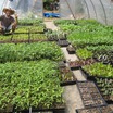 Vegetable Gardening