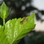 Baby_frog_on_hibiscus_leaf_10409