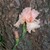 100_1171.small