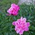 100_1177.small