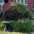 Bush%20and%20grape%20vine.small