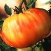 Tomatoes_lycopersicon_x_marvel_striped-1