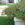 Annuals: Cuphea llavea