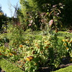 Vegetable Gardening