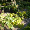 Vegetable Gardening