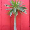 Cacti_and_succulents_pachypodium_lamerei-1