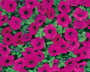 Petunia, Ground Cover 'Original Wave® Purple' Hybrid