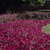 Petunias: Petunia x 'Original Wave® Purple'