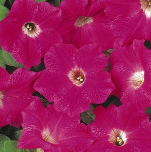Petunia, Ground Cover 'Original Wave® Rose' Hybrid
