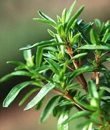 All_plants_satureja_hortensis-1.detail
