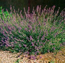 All_plants_lavandula_x_intermedia_grosso-1.detail