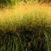 Ornamental Grasses